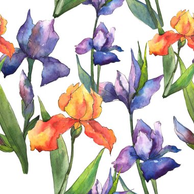 Renkli iris. Botanik çiçek. Sorunsuz arka plan deseni. Kumaş duvar kağıdı yazdırma doku. Arka plan, doku, sarıcı desen, çerçeve veya kenarlık için Aquarelle kır çiçeği.