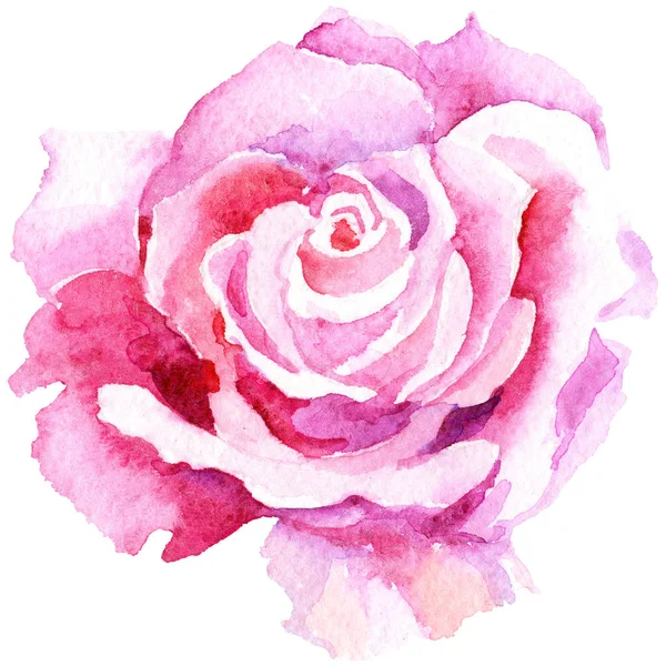 Rosa Rosada Delicada Flor Botánica Floral Flor Silvestre Hoja Primavera — Foto de Stock