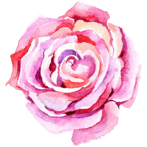 Rosa Rosa Delicata Fiore Botanico Floreale Fiore Selvatico Primaverile Isolato — Foto Stock