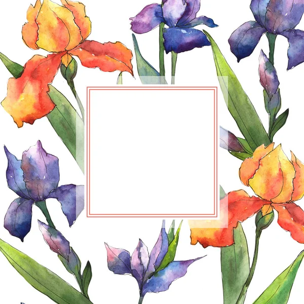 Iridi Colorate Fiore Botanico Floreale Quadrato Ornamento Bordo Cornice Fiordaliso — Foto Stock