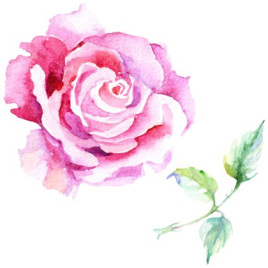 Narin pembe gül. Botanik çiçek. İzole vahşi bahar yaprak kır çiçeği.