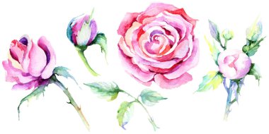 Narin pembe gül. Botanik çiçek. İzole vahşi bahar yaprak kır çiçeği.