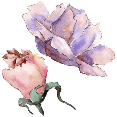 Renkli gül. Botanik çiçek. Vahşi bahar yaprak izole kır çiçeği. Arka plan, doku, sarıcı desen, çerçeve veya kenarlık için Aquarelle kır çiçeği.