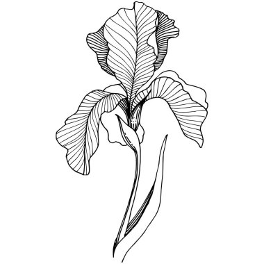 Süsen izole bir vektör tarzı.