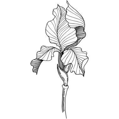 Süsen izole bir vektör tarzı.