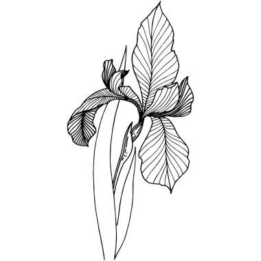 Süsen izole bir vektör tarzı.