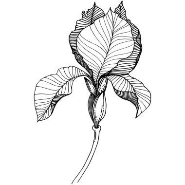 Süsen izole bir vektör tarzı.