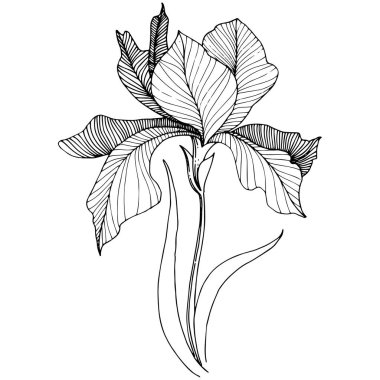 Süsen izole bir vektör tarzı.