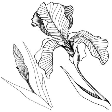 Süsen izole bir vektör tarzı.