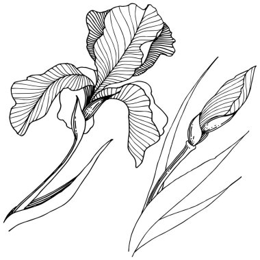 Süsen izole bir vektör tarzı.