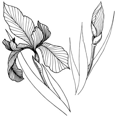 Süsen izole bir vektör tarzı.