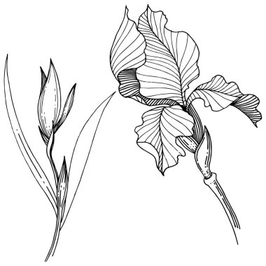 Süsen izole bir vektör tarzı.