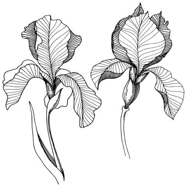 Süsen izole bir vektör tarzı.