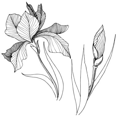 Süsen izole bir vektör tarzı.