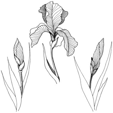 Süsen izole bir vektör tarzı.