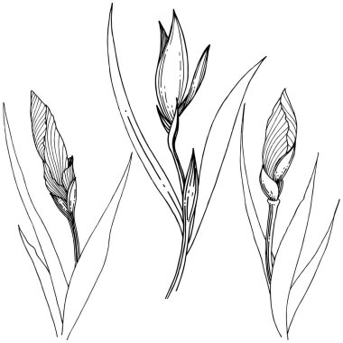 Süsen izole bir vektör tarzı.