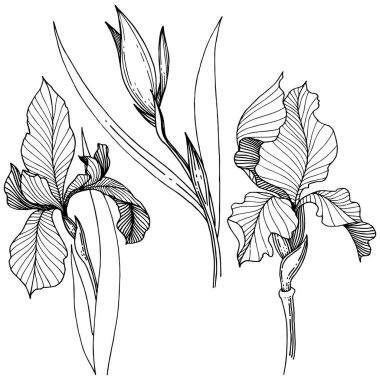 Süsen izole bir vektör tarzı.