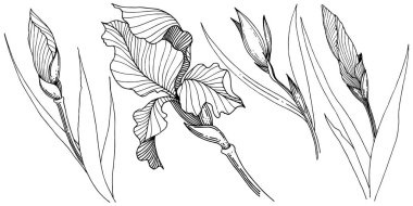 Süsen izole bir vektör tarzı.