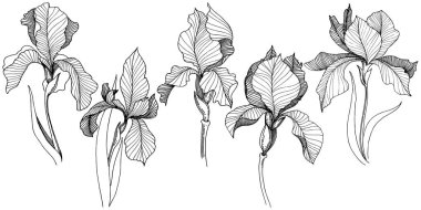 Süsen izole bir vektör tarzı.