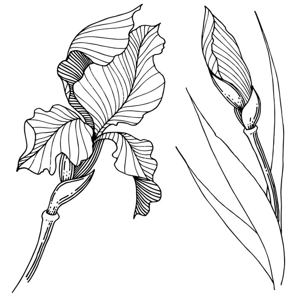 Iris dans un style vectoriel isolé . — Image vectorielle