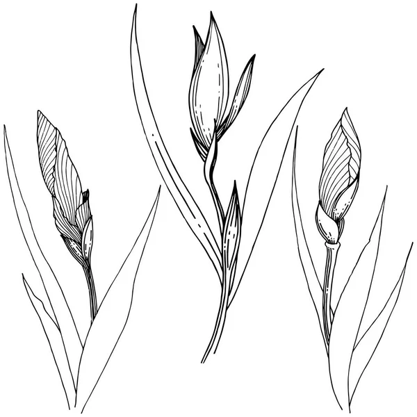 Süsen izole bir vektör tarzı.