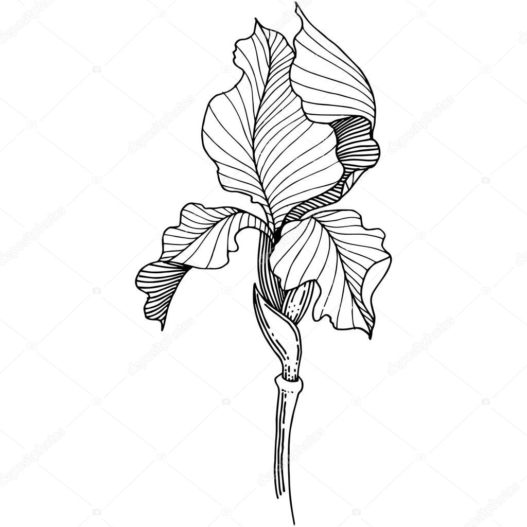 Irises in a vector style isolated.