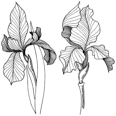 Süsen izole bir vektör tarzı. Bitki tam adı: Iris. Arka plan, doku, sarıcı desen, çerçeve veya kenarlık için vektör çiçek.