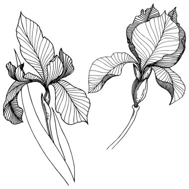 Süsen izole bir vektör tarzı. Bitki tam adı: Iris. Arka plan, doku, sarıcı desen, çerçeve veya kenarlık için vektör çiçek.