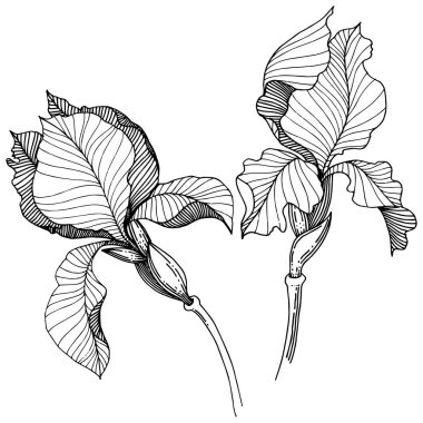 Süsen izole bir vektör tarzı. Bitki tam adı: Iris. Arka plan, doku, sarıcı desen, çerçeve veya kenarlık için vektör çiçek.