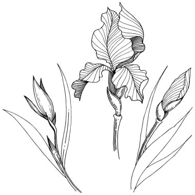 Süsen izole bir vektör tarzı. Bitki tam adı: Iris. Arka plan, doku, sarıcı desen, çerçeve veya kenarlık için vektör çiçek.
