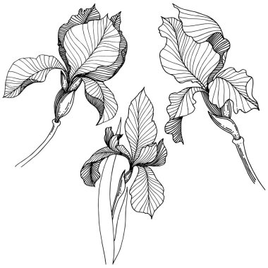 Süsen izole bir vektör tarzı. Bitki tam adı: Iris. Arka plan, doku, sarıcı desen, çerçeve veya kenarlık için vektör çiçek.