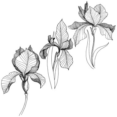 Süsen izole bir vektör tarzı. Bitki tam adı: Iris. Arka plan, doku, sarıcı desen, çerçeve veya kenarlık için vektör çiçek.