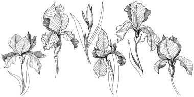 Süsen izole bir vektör tarzı. Bitki tam adı: Iris. Arka plan, doku, sarıcı desen, çerçeve veya kenarlık için vektör çiçek.