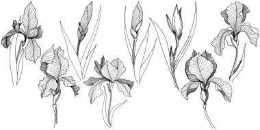 Süsen izole bir vektör tarzı. Bitki tam adı: Iris. Arka plan, doku, sarıcı desen, çerçeve veya kenarlık için vektör çiçek.