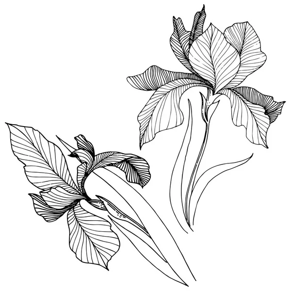 Iris Vektor Stil Isolerade Fullständigt Namn Anläggningen Iris Vektor Blomma — Stock vektor