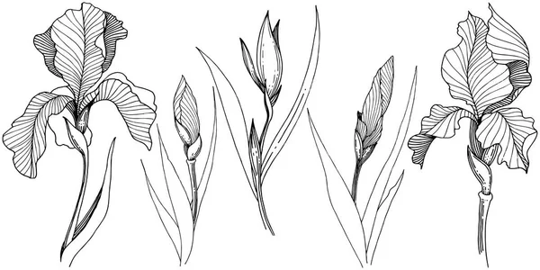 Іриси Стилі Вектор Ізольовані Повна Назва Рослини Ірис Вектор Квітка — стоковий вектор