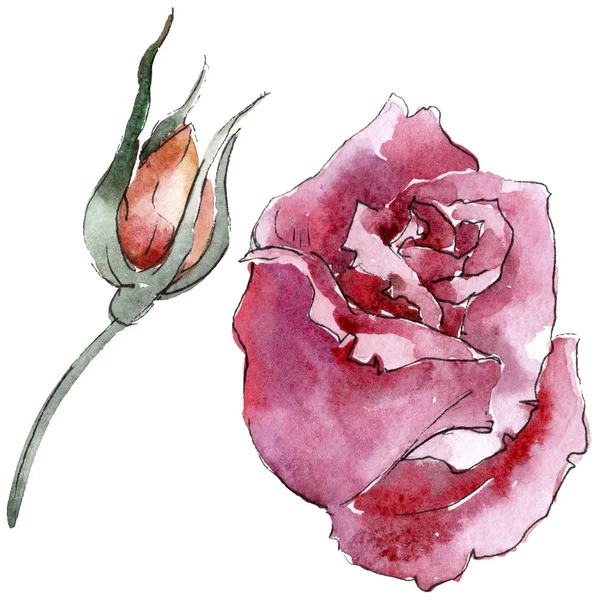 Rose Colorate Fiore Botanico Floreale Fiore Selvatico Primaverile Isolato Fiordaliso — Foto Stock