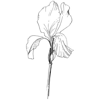 Süsen izole bir vektör tarzı. Bitki tam adı: Iris. Arka plan, doku, sarıcı desen, çerçeve veya kenarlık için vektör çiçek.