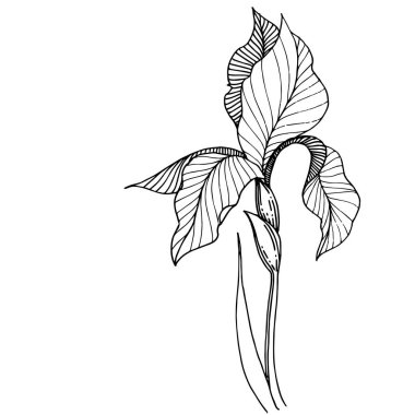 Süsen izole bir vektör tarzı. Bitki tam adı: Iris. Arka plan, doku, sarıcı desen, çerçeve veya kenarlık için vektör çiçek.