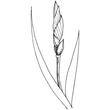 Süsen izole bir vektör tarzı. Bitki tam adı: Iris. Arka plan, doku, sarıcı desen, çerçeve veya kenarlık için vektör çiçek.