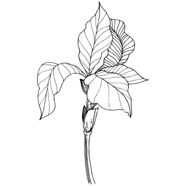 Süsen izole bir vektör tarzı. Bitki tam adı: Iris. Arka plan, doku, sarıcı desen, çerçeve veya kenarlık için vektör çiçek.