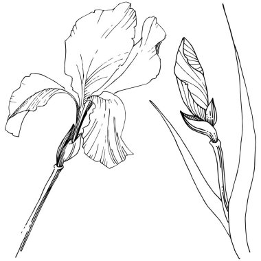 Süsen izole bir vektör tarzı. Bitki tam adı: Iris. Arka plan, doku, sarıcı desen, çerçeve veya kenarlık için vektör çiçek.