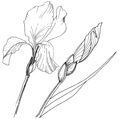 Süsen izole bir vektör tarzı. Bitki tam adı: Iris. Arka plan, doku, sarıcı desen, çerçeve veya kenarlık için vektör çiçek.