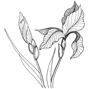 Süsen izole bir vektör tarzı. Bitki tam adı: Iris. Arka plan, doku, sarıcı desen, çerçeve veya kenarlık için vektör çiçek.