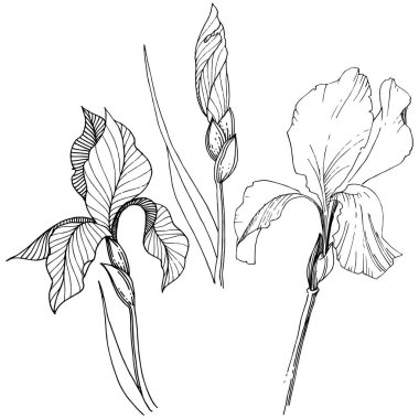 Süsen izole bir vektör tarzı. Bitki tam adı: Iris. Arka plan, doku, sarıcı desen, çerçeve veya kenarlık için vektör çiçek.