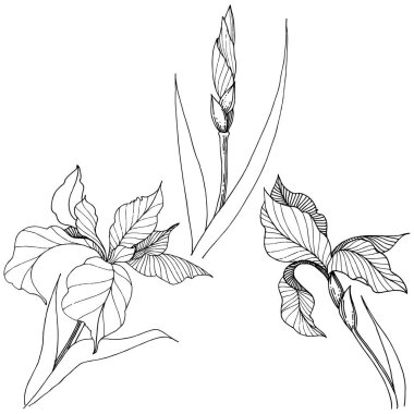 Süsen izole bir vektör tarzı. Bitki tam adı: Iris. Arka plan, doku, sarıcı desen, çerçeve veya kenarlık için vektör çiçek.