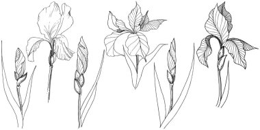 Süsen izole bir vektör tarzı. Bitki tam adı: Iris. Arka plan, doku, sarıcı desen, çerçeve veya kenarlık için vektör çiçek.