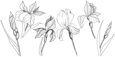 Süsen izole bir vektör tarzı. Bitki tam adı: Iris. Arka plan, doku, sarıcı desen, çerçeve veya kenarlık için vektör çiçek.