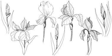 Süsen izole bir vektör tarzı. Bitki tam adı: Iris. Arka plan, doku, sarıcı desen, çerçeve veya kenarlık için vektör çiçek.