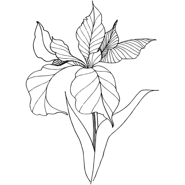 Lève Dans Style Vectoriel Isolé Nom Complet Plante Iris Fleur — Image vectorielle